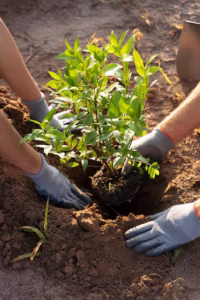 People planting tree countryside 23 2149401191.jpg