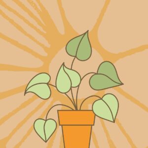 fertilizer for plants